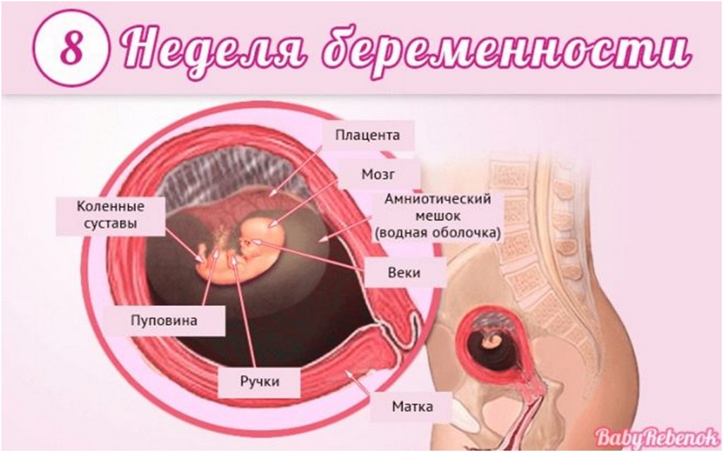 Когда на УЗИ можно увидеть беременность